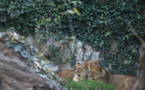 In prima linea per la conservazione delle specie, tre leonesse berbere accolte al Parco “Le Cornelle”
