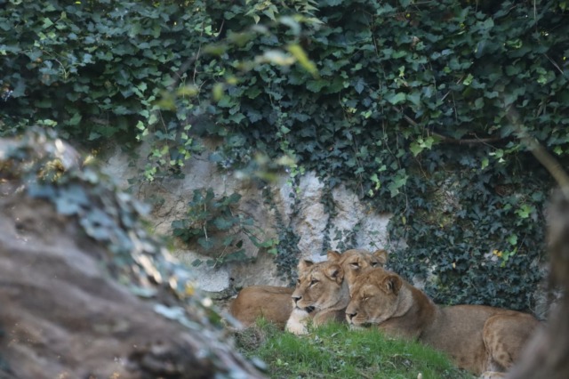 In prima linea per la conservazione delle specie, tre leonesse berbere accolte al Parco “Le Cornelle”
