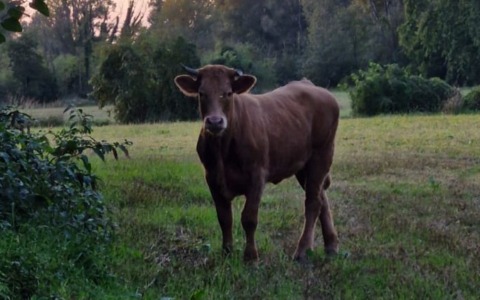 Ritrovata “fuggiasca” dopo quasi tre mesi: vitella in fuga causa incidente stradale a Pumenengo e viene abbattuta