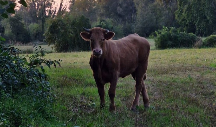 Ritrovata “fuggiasca” dopo quasi tre mesi: vitella in fuga causa incidente stradale a Pumenengo e viene abbattuta