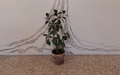 La talea dell’albero di Giovanni Falcone metterà radici alla scuola «Grossi»