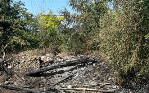 Approvato il nuovo regolamento arboreo. La minoranza: “Ora, però, sia applicato”