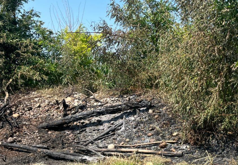 Approvato il nuovo regolamento arboreo. La minoranza: “Ora, però, sia applicato”