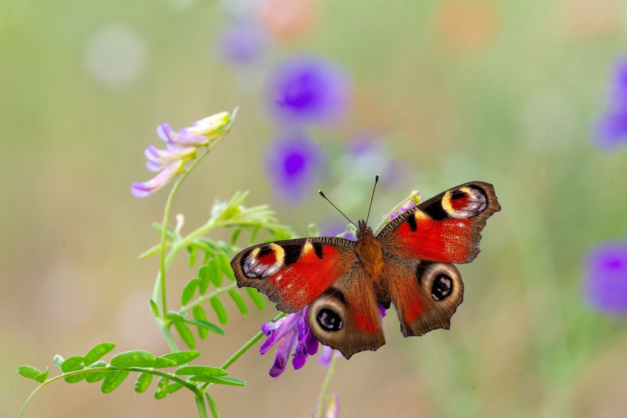 Il Parco Oglio Nord celebra la natura e l’arte attraverso scatti d’autore