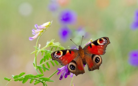 Il Parco Oglio Nord celebra la natura e l’arte attraverso scatti d’autore