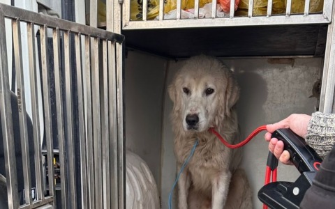 Un cane rimasto solo tra le campagne, una comunità che risponde lo porta in salvo