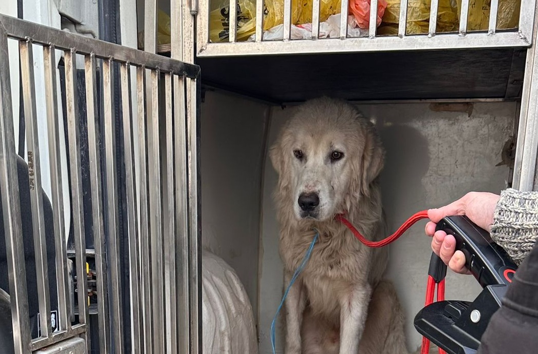 Un cane rimasto solo tra le campagne, una comunità che risponde lo porta in salvo