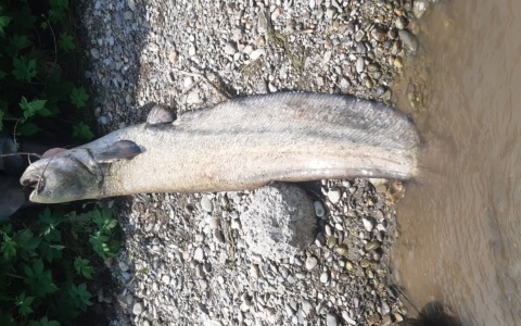 Proteggere le biodiversità: Parco del Serio e Fipsas insieme per il contenimento del pesce siluro