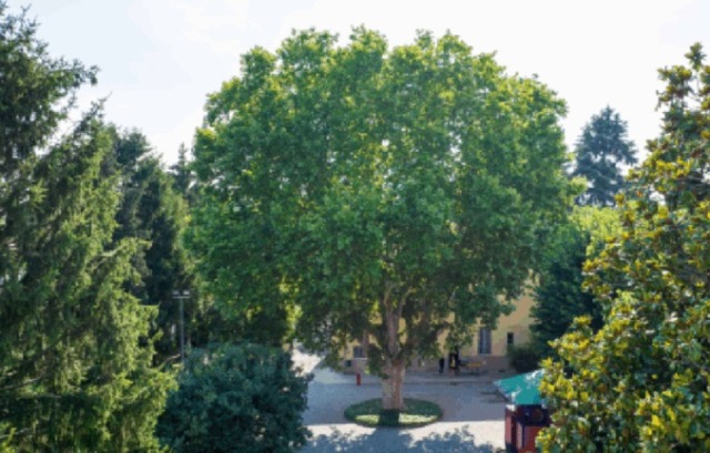 Alberi Monumentali, Treviglio e Pumenengo entrano nell’elenco nazionale