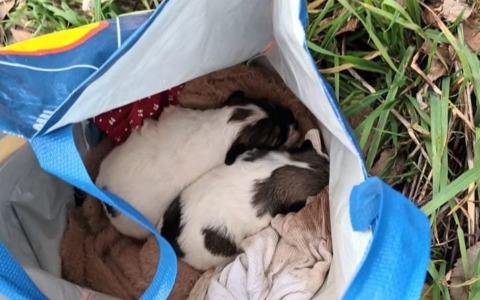 Cuccioli di cane abbandonati al freddo: salvi grazie ad un passante