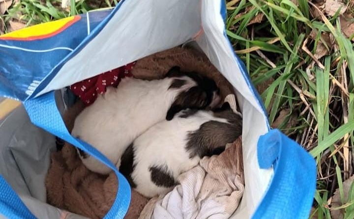 Cuccioli di cane abbandonati al freddo: salvi grazie ad un passante
