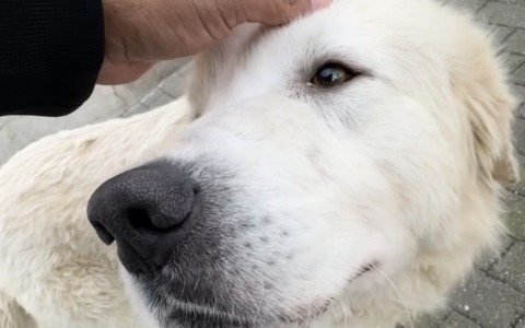 Ares, dalla strada a una nuova vita: una storia che insegna a non abbandonare