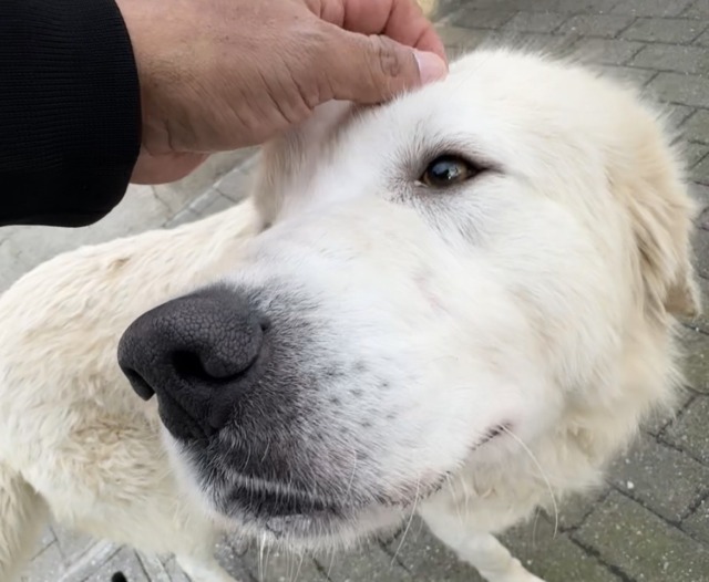 Ares, dalla strada a una nuova vita: una storia che insegna a non abbandonare