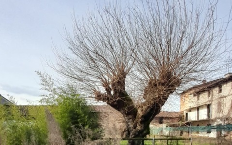 L’appello della Pro loco di Treviglio: “Più cura per gli esseri viventi più vecchi della città”