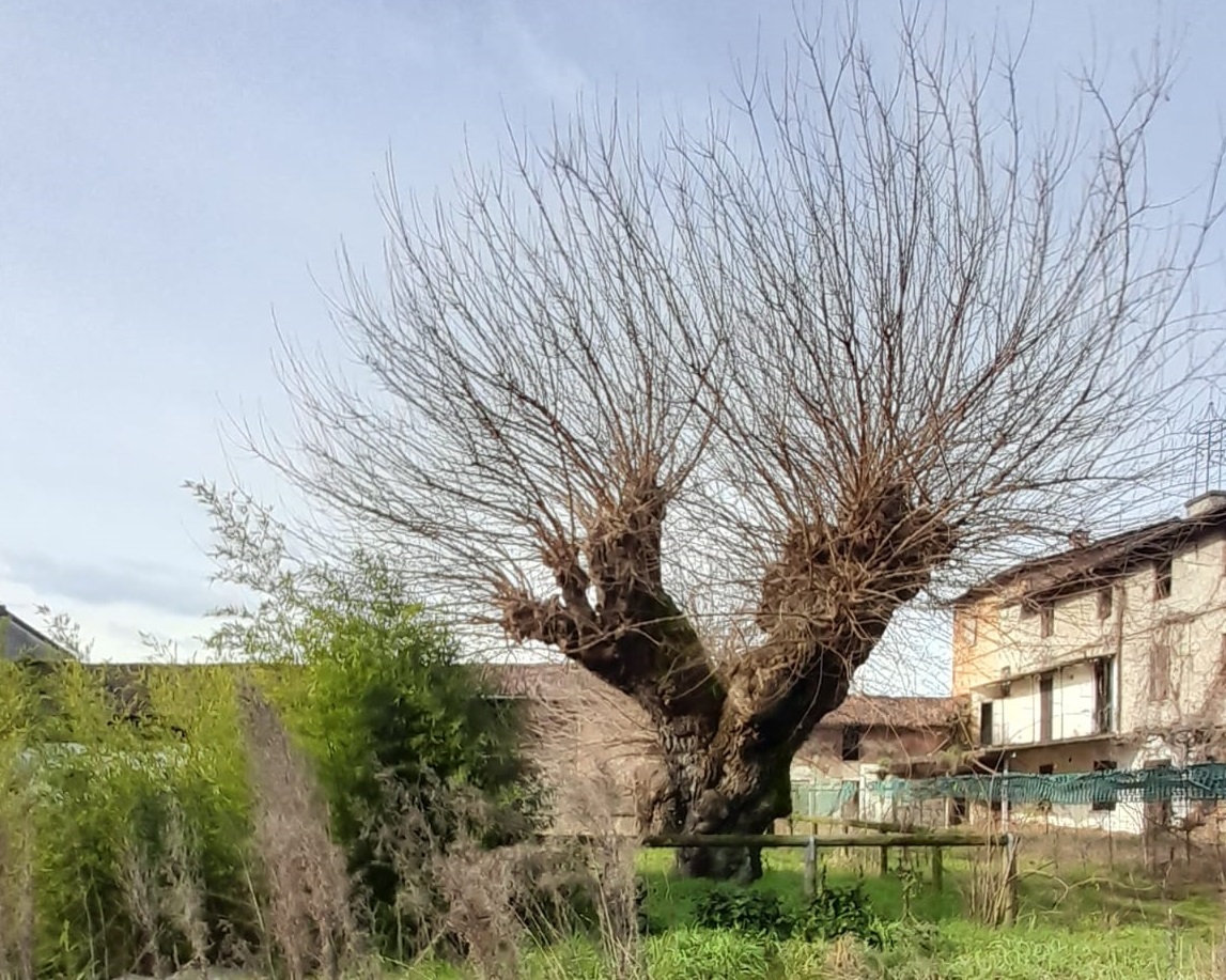 L’appello della Pro loco di Treviglio: “Più cura per gli esseri viventi più vecchi della città”