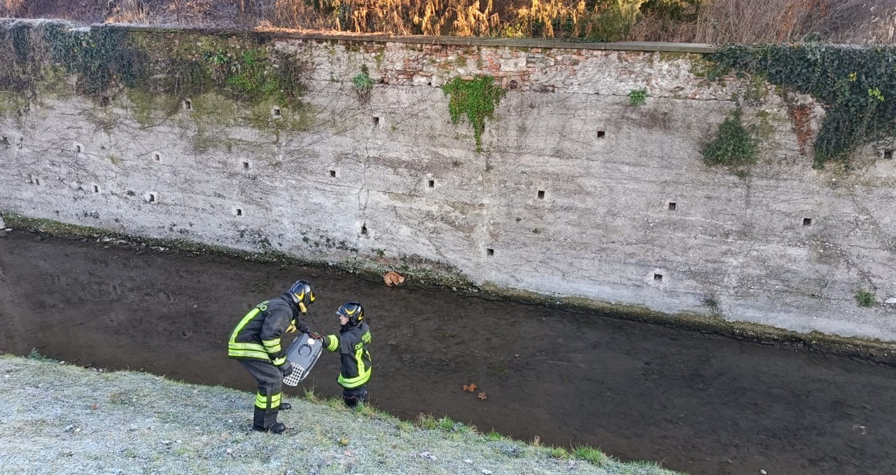 Gattino in difficoltà nel Vallo colleonesco, lo salvano i pompieri