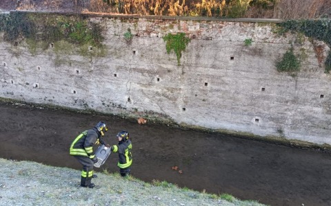Gattino in difficoltà nel Vallo colleonesco, lo salvano i pompieri
