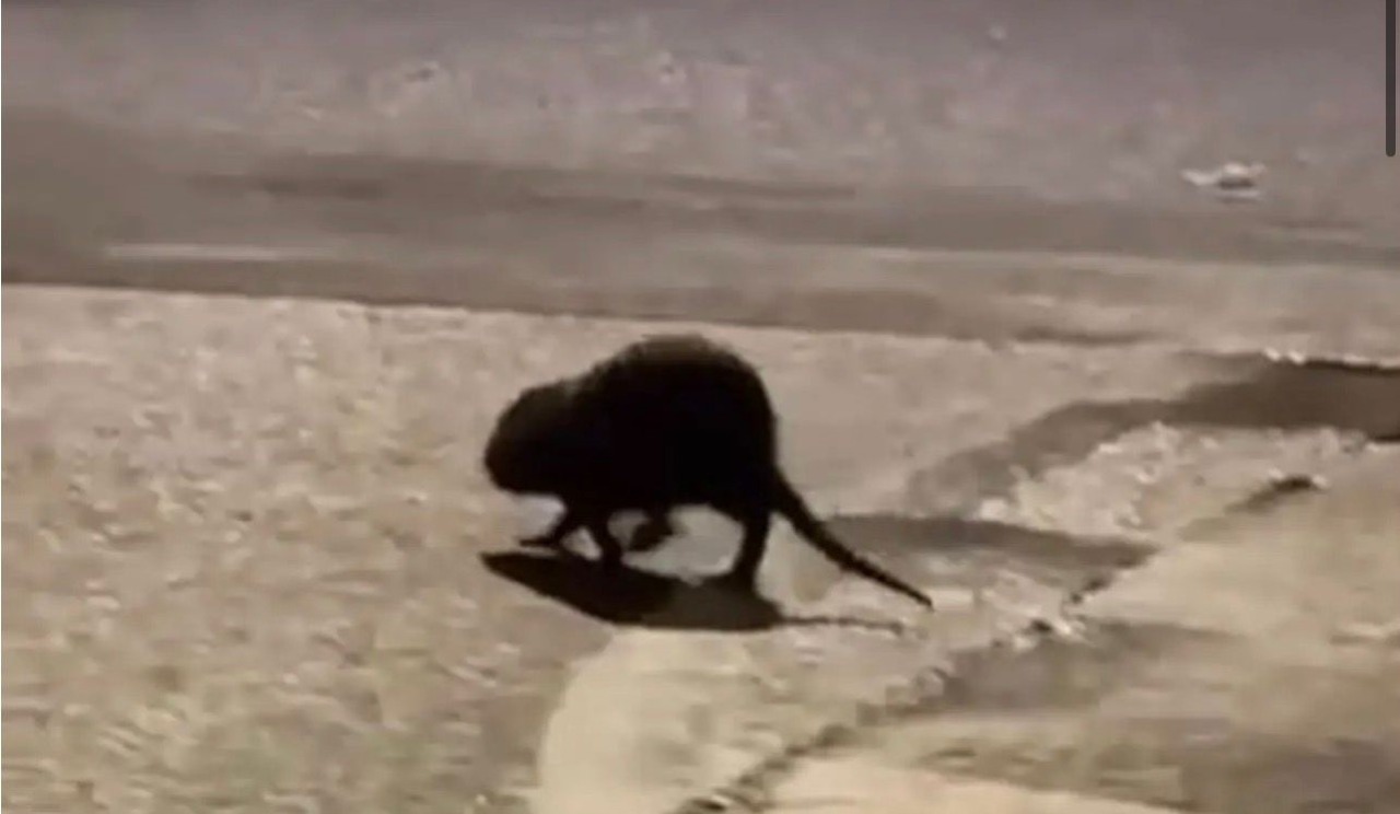 Una nutria a zonzo per la città, la minoranza segnala al Comune