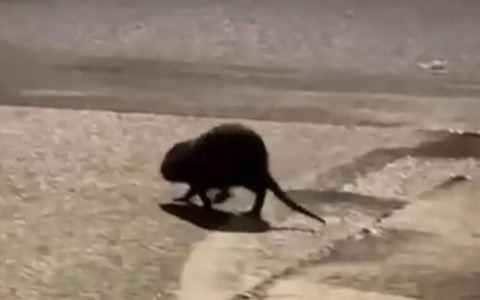 Una nutria a zonzo per la città, la minoranza segnala al Comune
