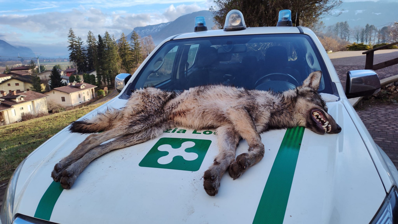 Giovane lupo trovato morto di stenti in Val Seriana
