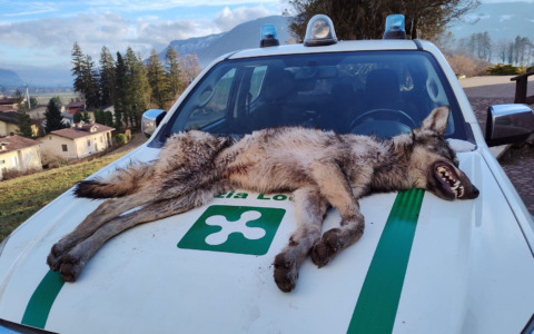 Giovane lupo trovato morto di stenti in Val Seriana