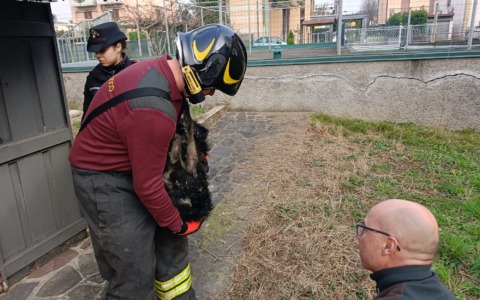 Scoppia un incendio mentre in casa ci sono due cagnolini soli: salvati