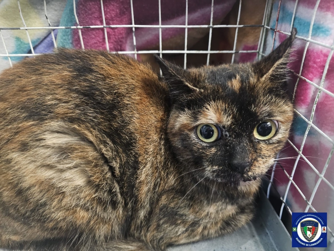 Bloccato per giorni su una magnolia alta oltre 10 metri: gatto salvato da Locale e pompieri