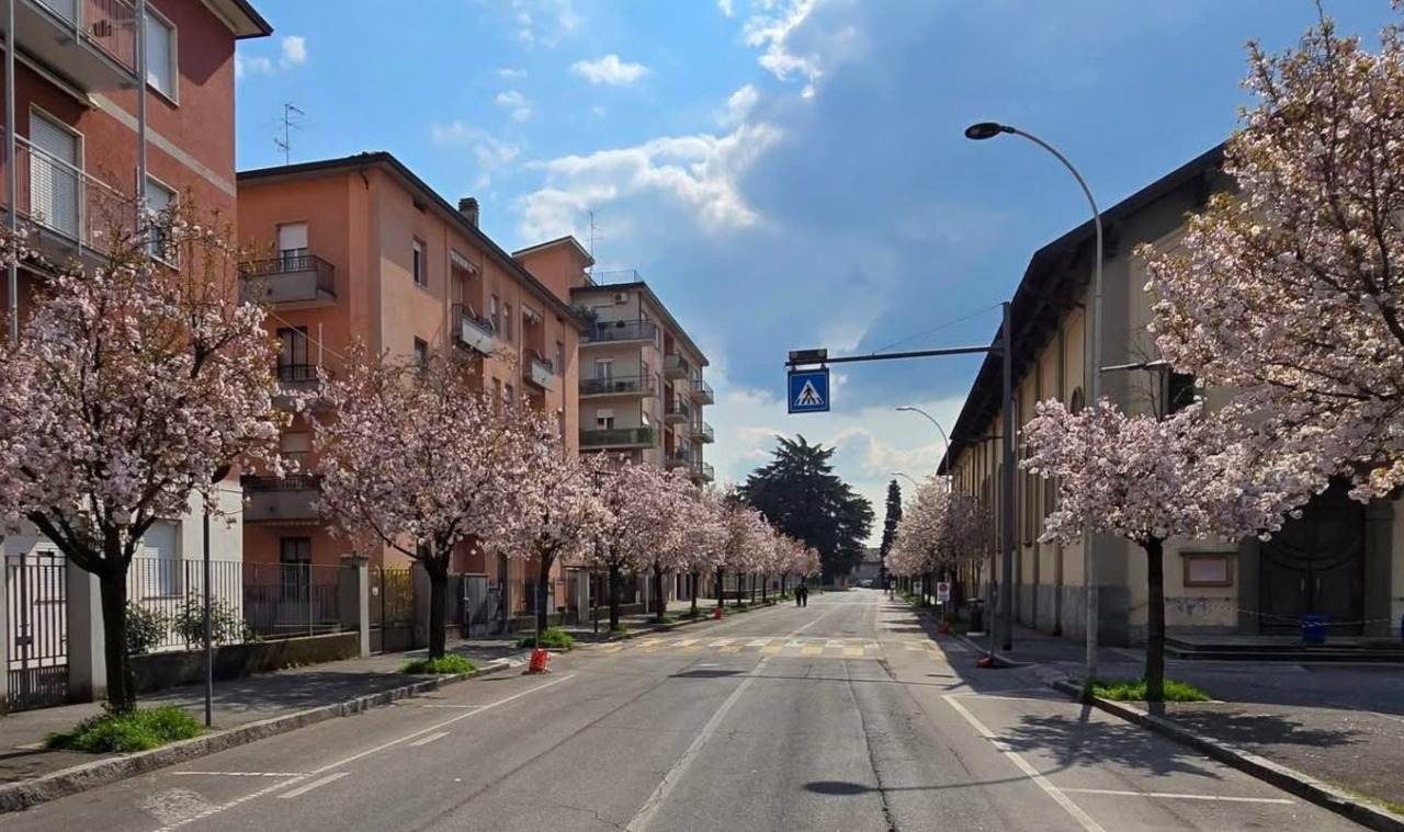 Via Casnida a Treviglio chiusa al traffico per poter godere della fioritura dei ciliegi