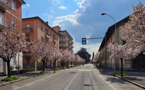 Via Casnida a Treviglio chiusa al traffico per poter godere della fioritura dei ciliegi