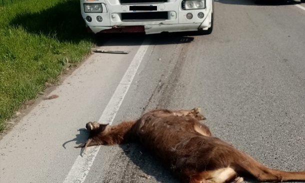 Cervi a spasso nella Bassa: uno muore travolto da un Tir