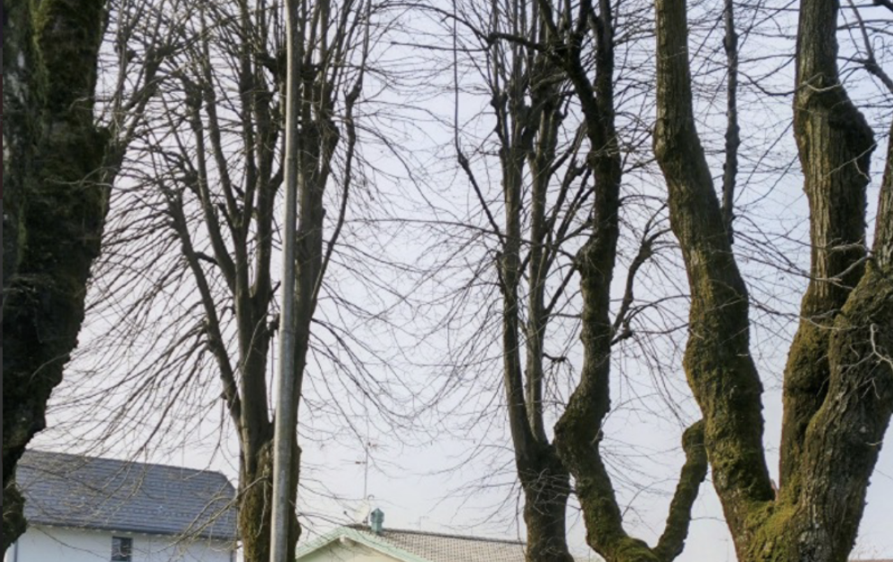 Viale dei tigli sotto osservazione: “Serve manutenzione mirata per 163 alberi”