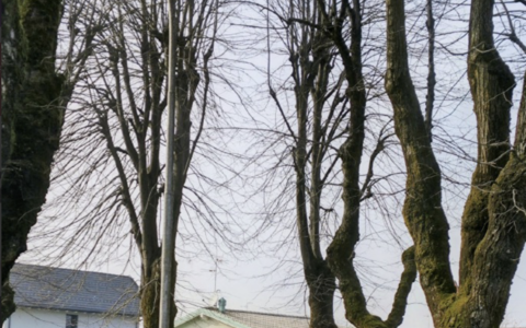 Viale dei tigli sotto osservazione: “Serve manutenzione mirata per 163 alberi”