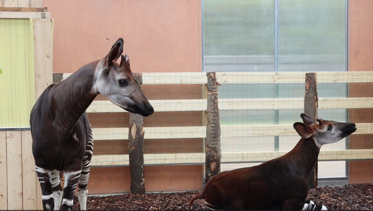 Il Parco Faunistico “Le Cornelle” accoglie due okapi, simbolo di pace e resilienza