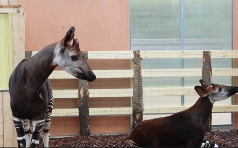 Il Parco Faunistico “Le Cornelle” accoglie due okapi, simbolo di pace e resilienza