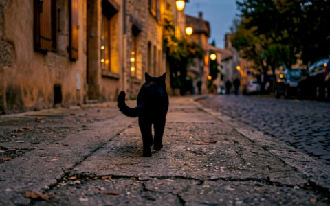 Colpito da un piombino, ferito gravemente un gattino di un anno