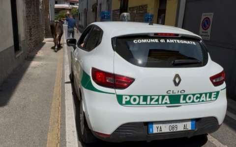 Tori in fuga ad Antegnate, paura in paese: catturati e messi in sicurezza nel parco Muoni