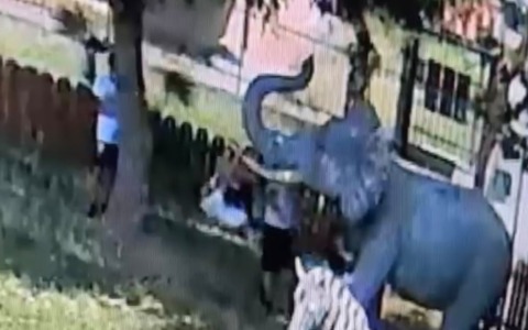 Antegnate, violato il Parco degli Animali: adulti e bambini ignorano i divieti