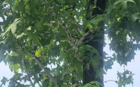 Bariano, l’allarme di Marino Lamera: “Viale Locatelli va salvato dalla Takahashia japonica”