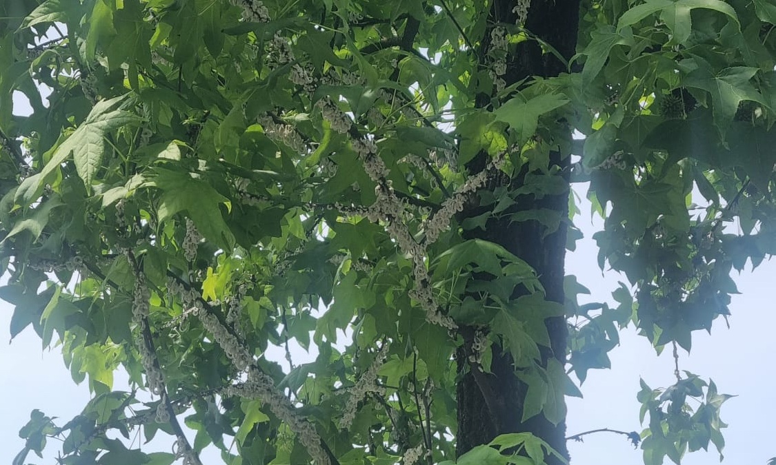 Bariano, l’allarme di Marino Lamera: “Viale Locatelli va salvato dalla Takahashia japonica”
