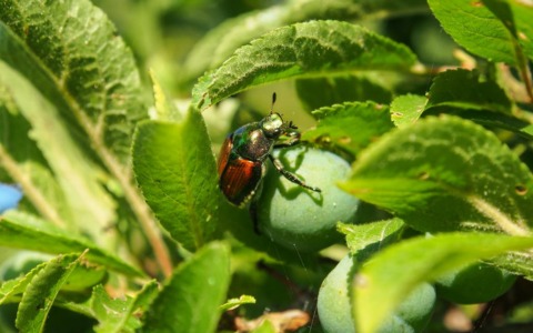 Antegnate sotto attacco dello scarabeo giapponese: cresce l’emergenza nei giardini privati