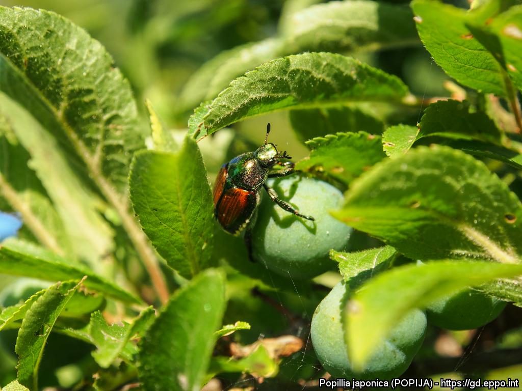 Antegnate sotto attacco dello scarabeo giapponese: cresce l’emergenza nei giardini privati