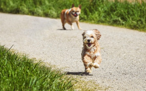 Area cani e spazi verdi: idee e soluzioni per la pubblica amministrazione