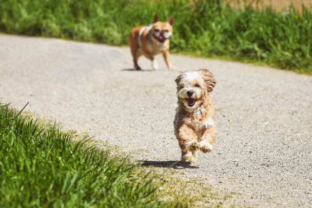 Area cani e spazi verdi: idee e soluzioni per la pubblica amministrazione