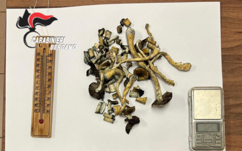 Coppia in lite, arrivano i carabinieri e scoprono una coltivazione di funghi allucinogeni