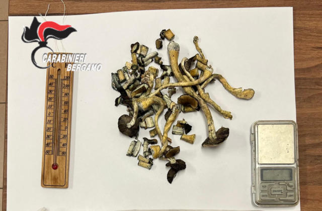 Coppia in lite, arrivano i carabinieri e scoprono una coltivazione di funghi allucinogeni