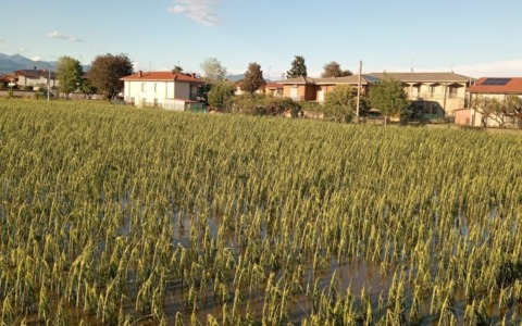 Pesanti danni all’agricoltura bergamasca: campi devastati da pioggia, grandine e vento