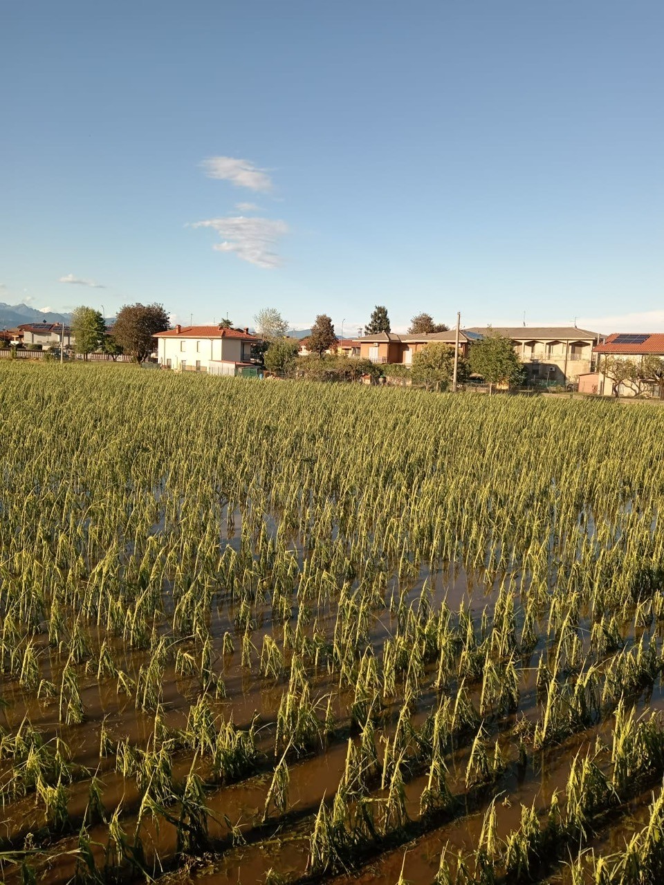 Pesanti danni all’agricoltura bergamasca: campi devastati da pioggia, grandine e vento