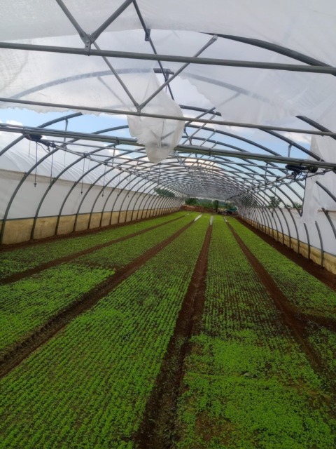 Agricoltura