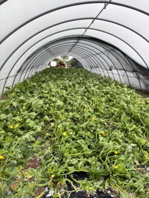 Agricoltura