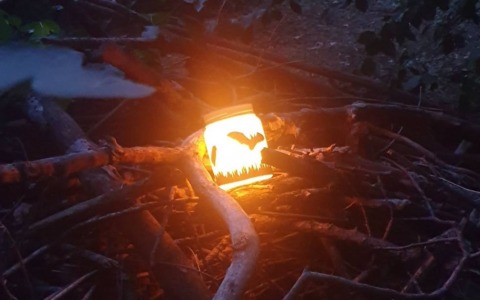 “Bat Night” al bosco San Gherardo a Covo, successo per la prima edizione: alla scoperta dei pipistrelli e della biodiversità